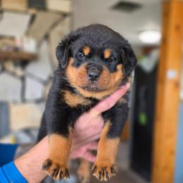 Beth - Black and mahogany female Rottweiler puppy in Salt Lake City, Utah from Snubnose Rottweilers LLC
