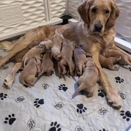 Golden Retriever Puppies from McAbee Pups - Golden Retrievers