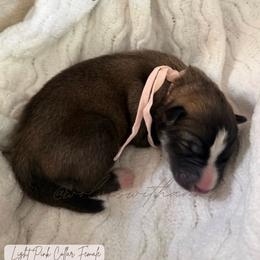 Waverly - Agouti and white female Siberian Husky puppy in Lodi, California from Wolves with Amor