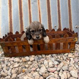 Girl 1 - Cream female Dachshund puppy in Enoch, Utah from Juniper Ridge Dachshunds