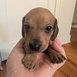 Boy 3 - Red male Dachshund puppy in Wortham, Texas from Amber's Mini Weenies
