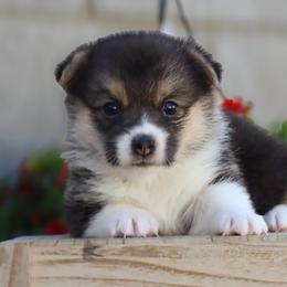 Cupcake - Black and tan female Pembroke Welsh Corgi puppy in Caliente, California from Rafter Cross 7