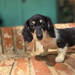 Faye - Piebald female Dachshund puppy in Tuscaloosa, Alabama from Watermelon Doxies
