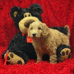 Goldendoodle Puppies from Ming’s Dynasty Doodles