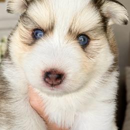 River - Tri-color male Pomsky puppy in Spokane Valley, Washington from Northern Blue Pomskies