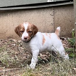 Brittany Puppies from Black River Brittany’s