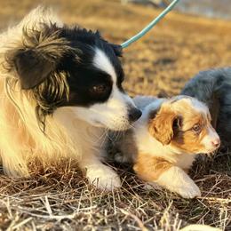 Miniature American Shepherd and Miniature Australian Shepherd Puppies from Quarter Creek Stockdogs & Mini/Toy Australian Shepherds