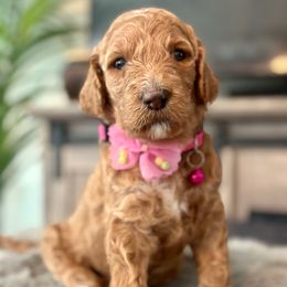 Chloé - Brown and white female Bernedoodle puppy in San Antonio, Texas from Pyper Bernedoodles SATX