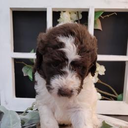 Aussiedoodle and Goldendoodle Puppies from Hunting Creek Kennels