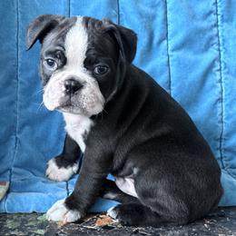 Arly - Seal and white male Boston Terrier puppy in Lexington, South Carolina from Velveteen Bostons