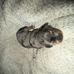 Ella - Dapple female Dachshund puppy in Turtletown, Tennessee from Stachia’s C4 Dachshunds