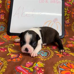 Abel - Brindle and white male Boston Terrier puppy in Fillmore, Illinois from Wind Hill Puppies