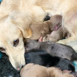 Dachshund Puppies from Gypsy Miniature Dachshunds