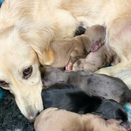 Dachshund Puppies from Gypsy Miniature Dachshunds
