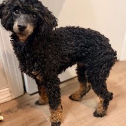 AKC, Tansy. - Phantom female Poodle puppy in Rock Island, Oklahoma from Virelle Poodles