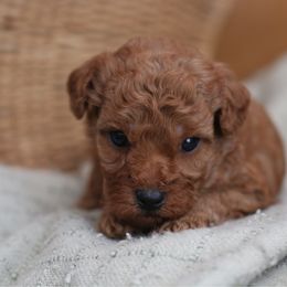 Forrest - Red  male Poodle puppy in Axtell, Texas from Dlm_doodles