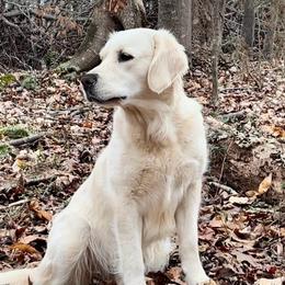 Golden Retriever Puppies from Crowders Creek Goldens