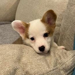 Frost - Red male Pembroke Welsh Corgi puppy in Waco, Texas from The Comma Corgis