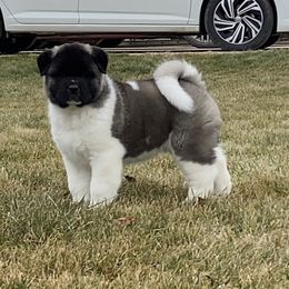 Akita and Shiba Inu Puppies from Day Dream Shiba Inu’s