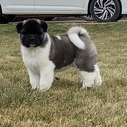 Akita and Shiba Inu Puppies from Day Dream Shiba Inu’s