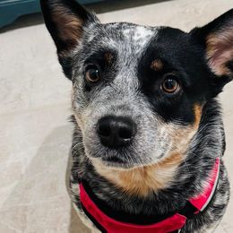 Roxy - Australian Cattle Dog