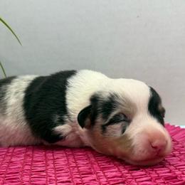 Juniper - Blue merle and white female American Corgi puppy in Scottown, Ohio from Wyndy Ridge Corgis