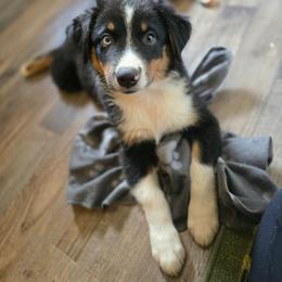 Reagan - Black tri-color female Australian Shepherd puppy in New Tazewell, Tennessee from D&D Australian Shepherds