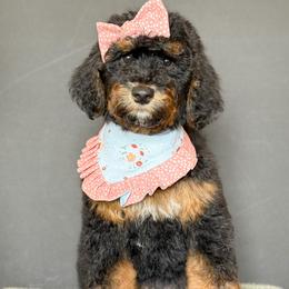Lily - Girl 3 - Phantom female Bernedoodle puppy in Bellville, Ohio from Bernedoodle Buddies