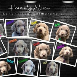 Long Haired Weimaraner Puppies from Heavenly Longhaired Weimaraner’s