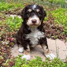 Dune - Tri-color male Bernedoodle puppy in Monument, Colorado from Colorado Dreamin Doodles