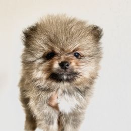Boy 1 - Pomeranian puppy in California from Lovingly Pomeranians