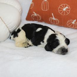 Hickory - Black and white male English Springer Spaniel puppy in Lexington, South Carolina from House Tiner Springers