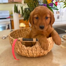Golden Retriever Puppies from Red Prairie Retrievers