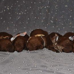 Poodle Puppies from Noblelee Kennel