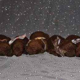 Poodle Puppies from Noblelee Kennel