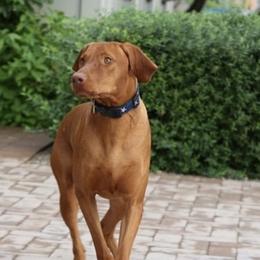 Vizslas from Reckless Rose Vizslas