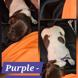 Montana - Liver roan female German Shorthaired Pointer puppy in La Porte, Indiana from T Double H German Shorthaired Pointers