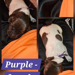 Montana - Liver roan female German Shorthaired Pointer puppy in La Porte, Indiana from T Double H German Shorthaired Pointers