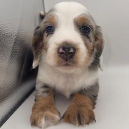 Elara - Dapple female Dachshund puppy in Barstow, California from Kindle & Burrow Dachshunds
