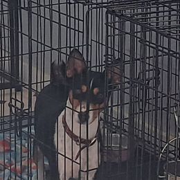Squeaky - Basenji