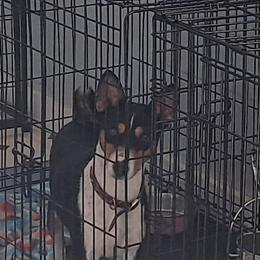 Squeaky - Basenji
