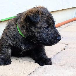 Boy 3 - Scottish Terrier puppy from Christie Gregory's Scotties