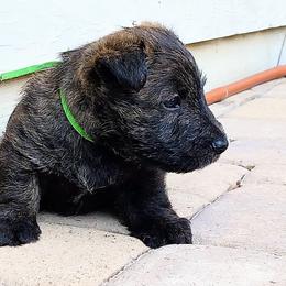 Boy 3 - Scottish Terrier puppy from Christie Gregory's Scotties