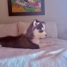 Daiki - Black and white male Siberian Husky puppy in Miami, Florida from House of Ace & Iza
