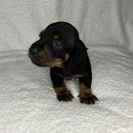 Shooter - Black and tan male Dachshund puppy in Mocksville, North Carolina from The Dachs of Hazzard Dachshunds