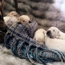 Labrador Retriever Puppies from Knotty Creek Labradors