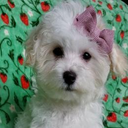 Nikita - White female Maltipoo puppy in Crestview, Florida from Little Cupcakes and Little Pumpkins Maltipoos