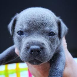 Siete - Blue female Staffordshire Bull Terrier puppy in Dallas, Texas from Wild Blue Staffords