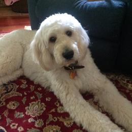 Bernedoodle, Goldendoodle, and Labradoodle Puppies from Apple Creek Doodles