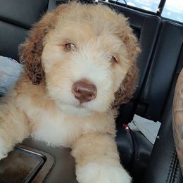 Aussiedoodle and Bordoodle Puppies from Texas Made Doodles